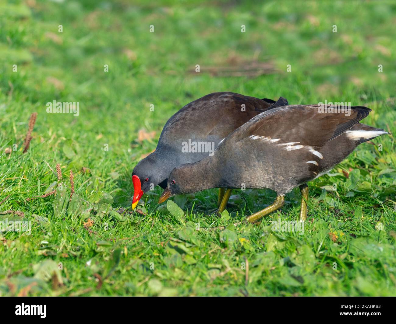 Moorhen Gallinula chloropus family with grown young November  at Cley nature reserve north Norfolk Stock Photo