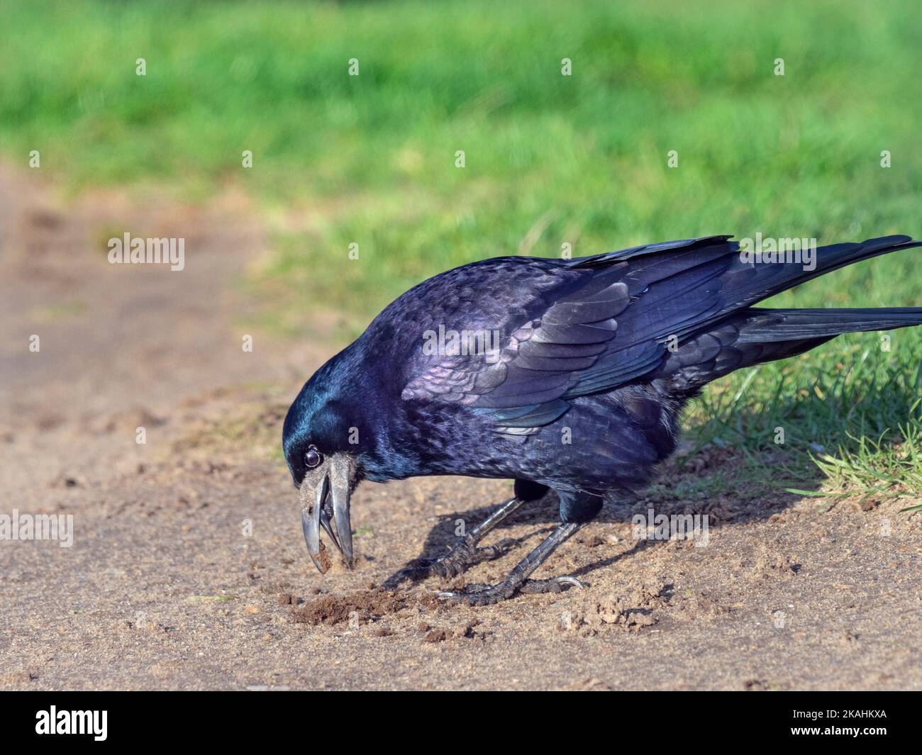 Rook Corvus frugilegus digging  in grassland East coast Norfolk Stock Photo