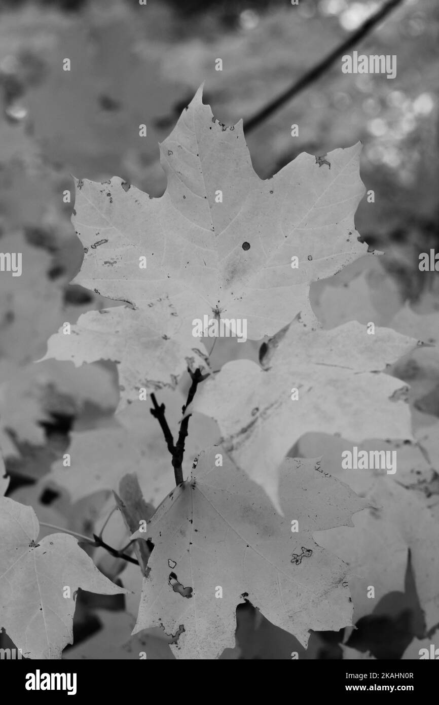 Traditional typical maple leaves growing on the tree branch in a black and white monochrome