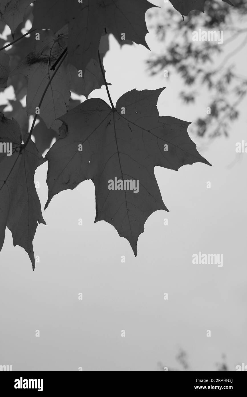 Traditional typical maple leaves growing on the tree branch in a black and white monochrome