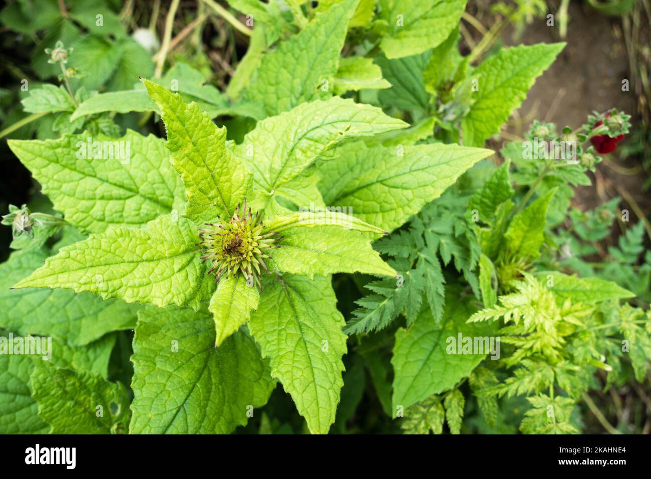 Sigesbeckia orientalis, commonly known as Indian weed or common St. Paul's wort, is a species of flowering plant in the family Asteraceae. foothills o Stock Photo