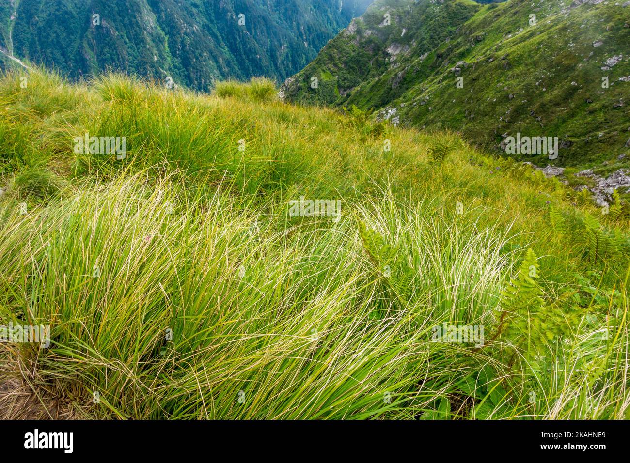 Black Himalayan Sedge or carex grass is found in high mountain meadows of Himalayan Region in Himachal Pradesh India. Stock Photo