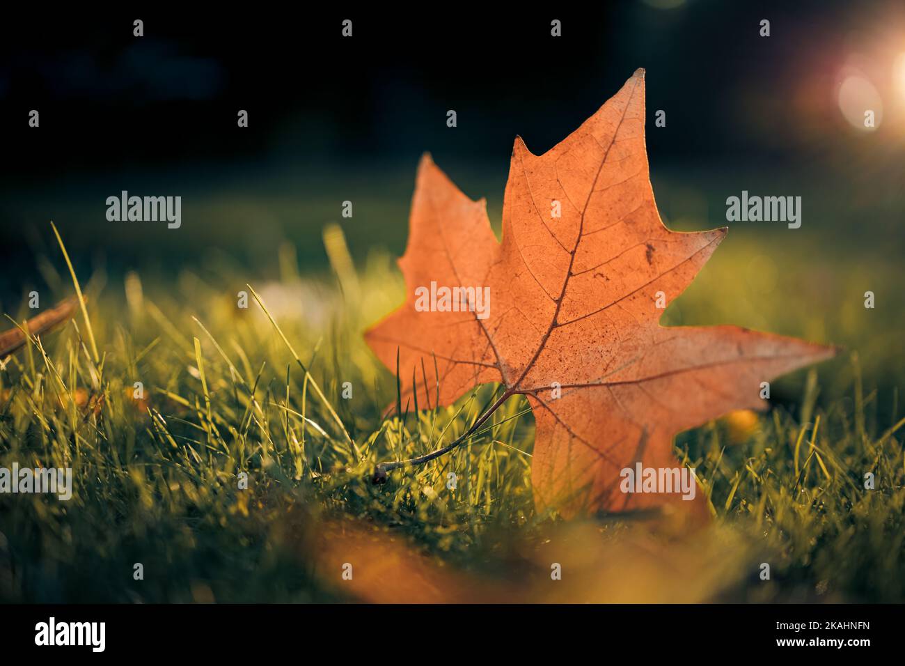 Autumn maple leaf on green grass, macro closeup. Perfect nature closeup landscape with yellow tree leaf, green grass and sun. Dramatic foliage Stock Photo