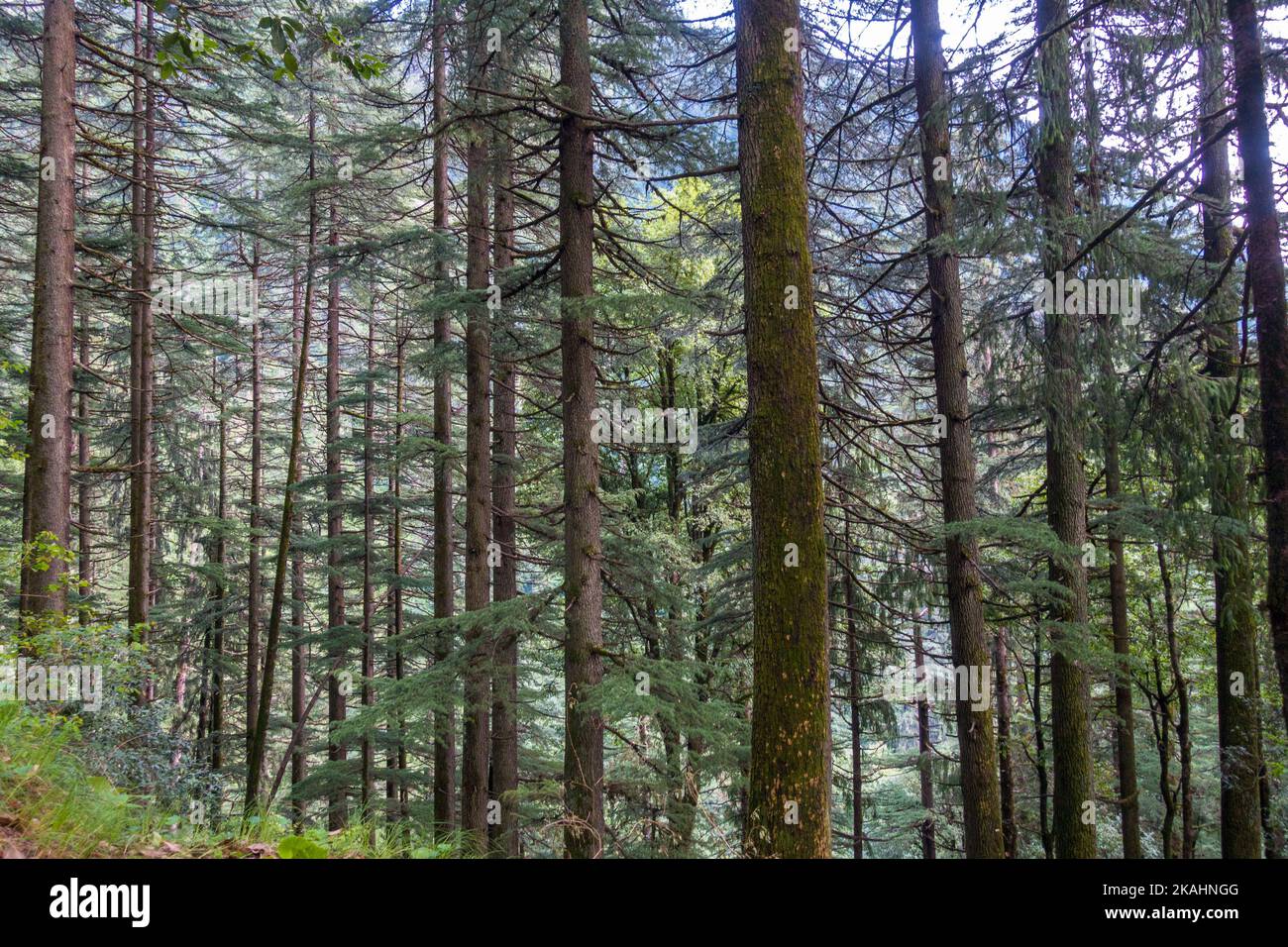 Cedrus deodara, the deodar cedar, Himalayan cedar, or deodar, is a species of cedar native to the Himalayas. . Himachal Pradesh India. Stock Photo