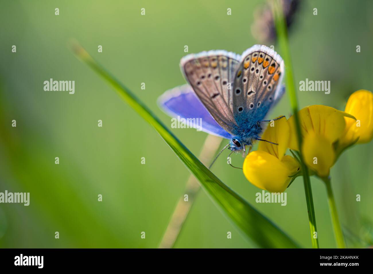 Nature background concept. Beautiful summer meadow flowers and butterfly under sunlight. Inspirational nature closeup. Art macro abstract natural Stock Photo