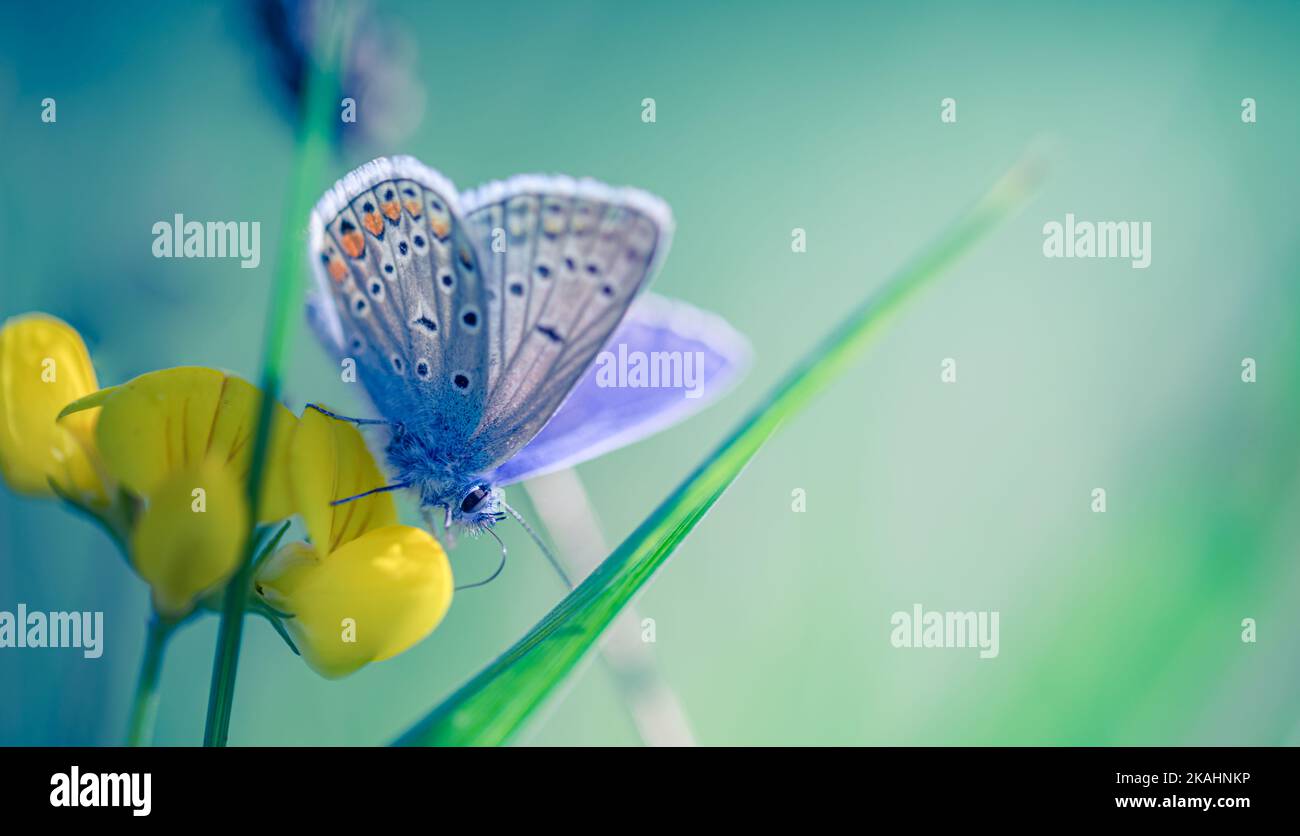 Nature background concept. Beautiful summer meadow flowers and butterfly under sunlight. Inspirational nature closeup. Art macro abstract natural Stock Photo