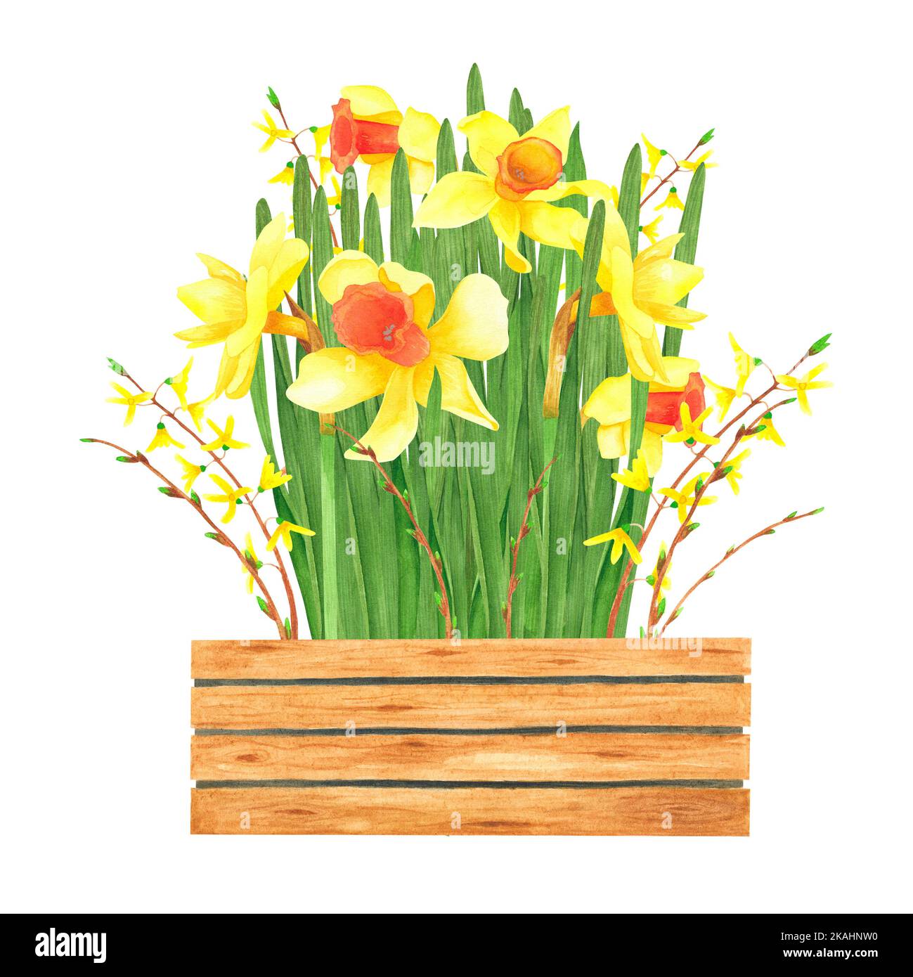 Daffodils bouquet with Forsythia in wood box isolated on white