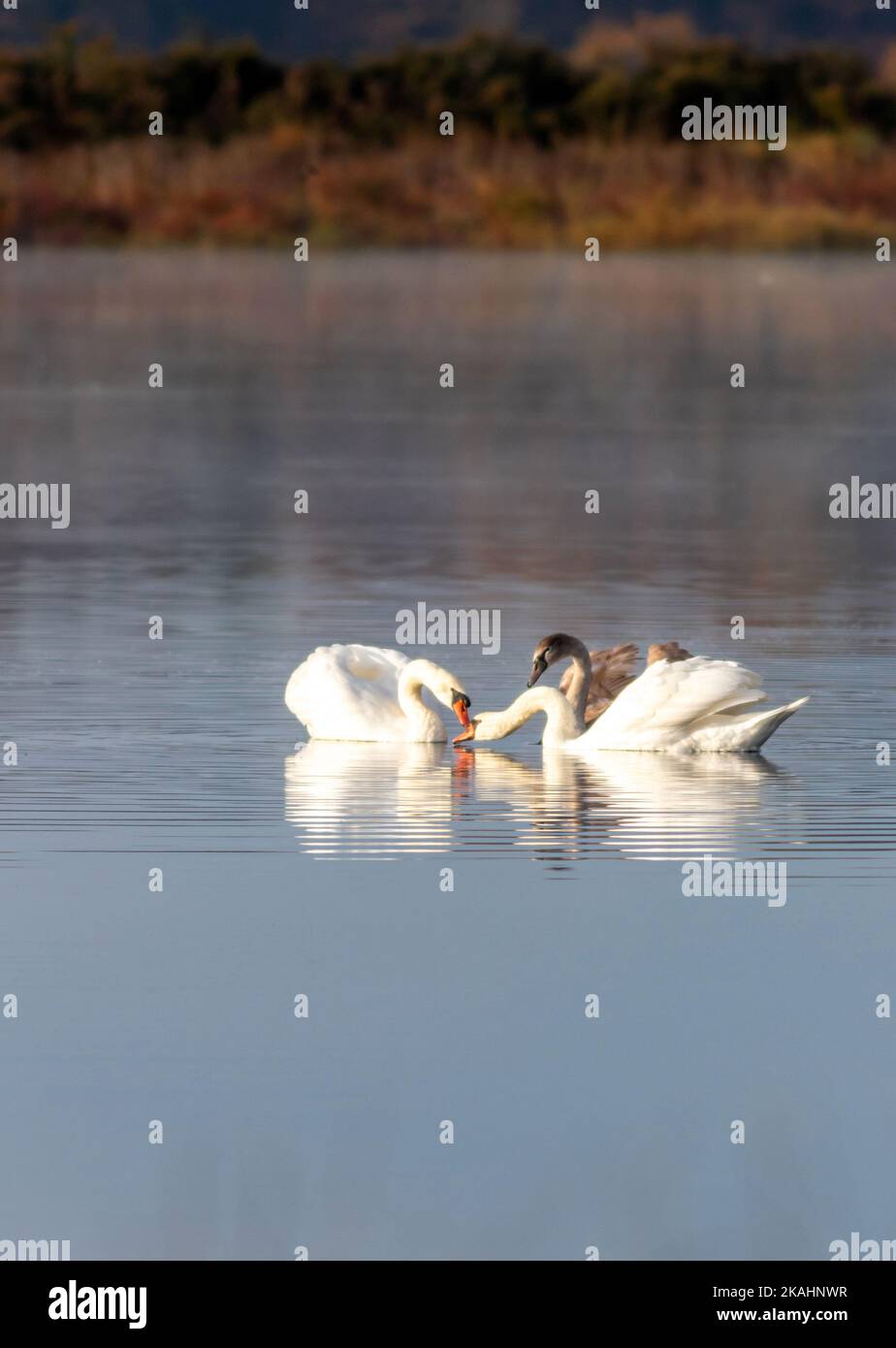 Cygnet with adult Swans on calm quiet water with reflection on an early fall morning Stock Photo