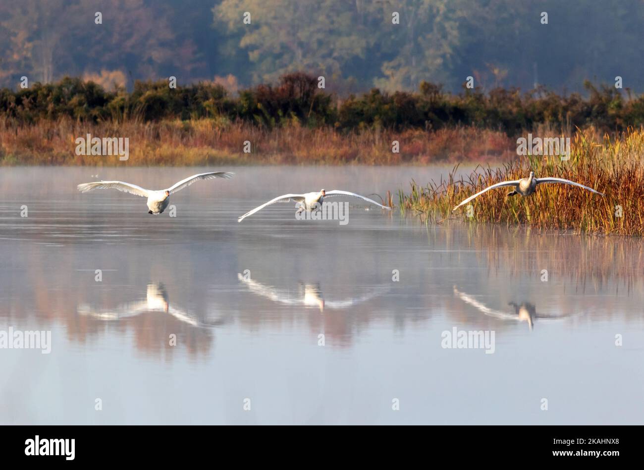 Cygnet with adult Swan prepare to land on calm quiet water with reflection on an early fall morning Stock Photo