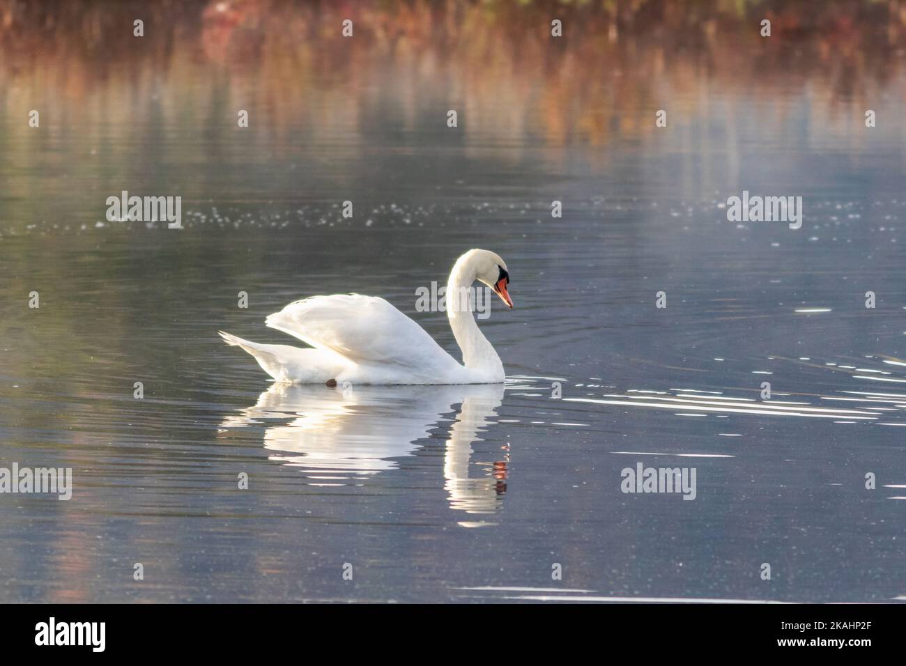 Swan on calm quiet water with reflection on an early fall morning Stock Photo