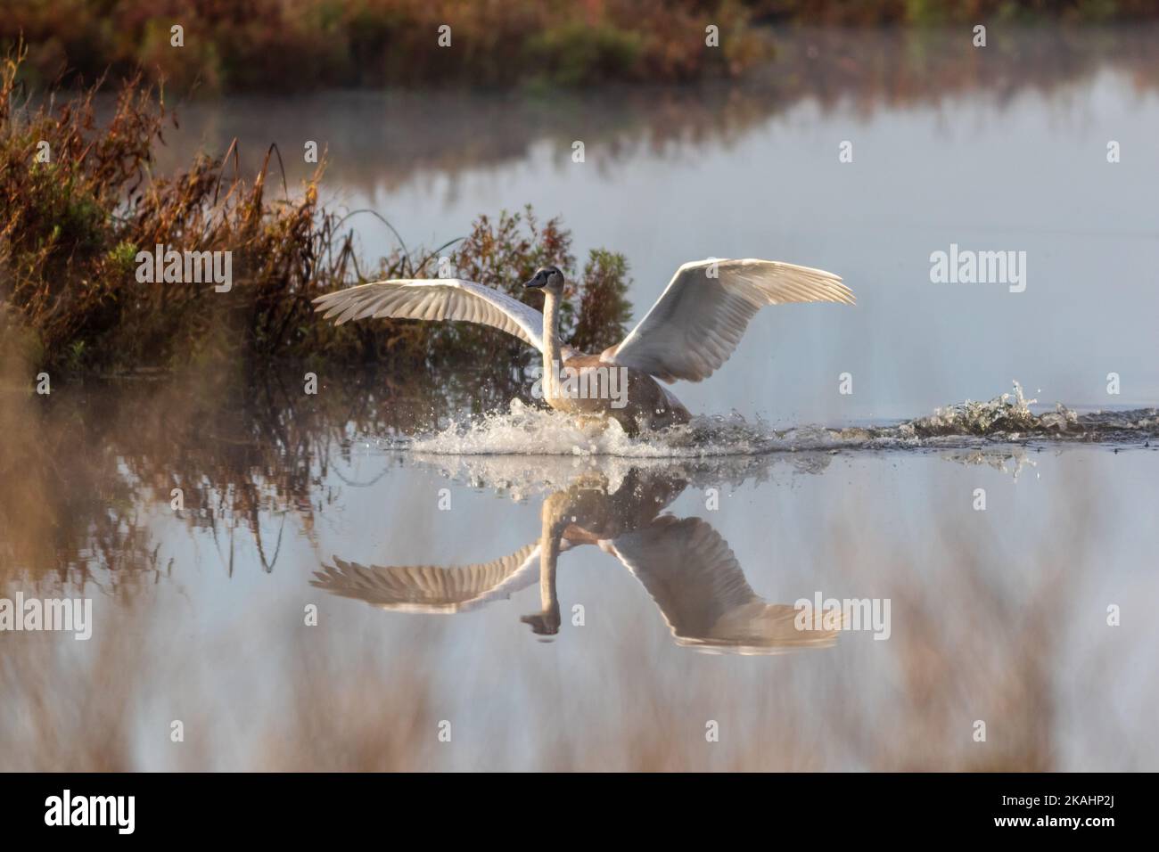 Cygnet makes awkward landing with adult Swan on calm quiet water with reflection on an early fall morning Stock Photo