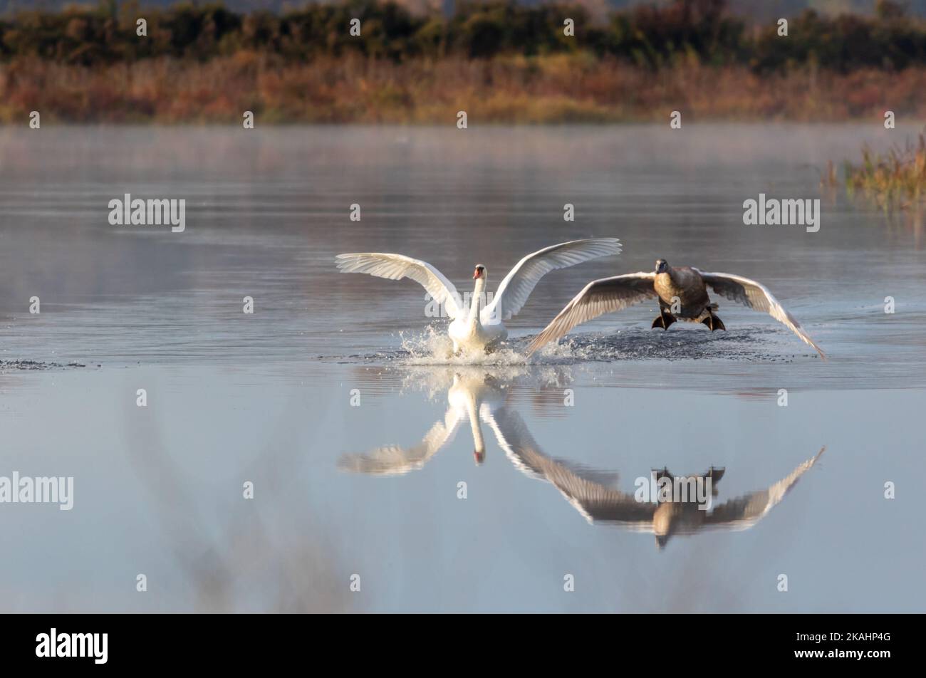 Cygnet makes awkward landing with adult Swan on calm quiet water with reflection on an early fall morning Stock Photo