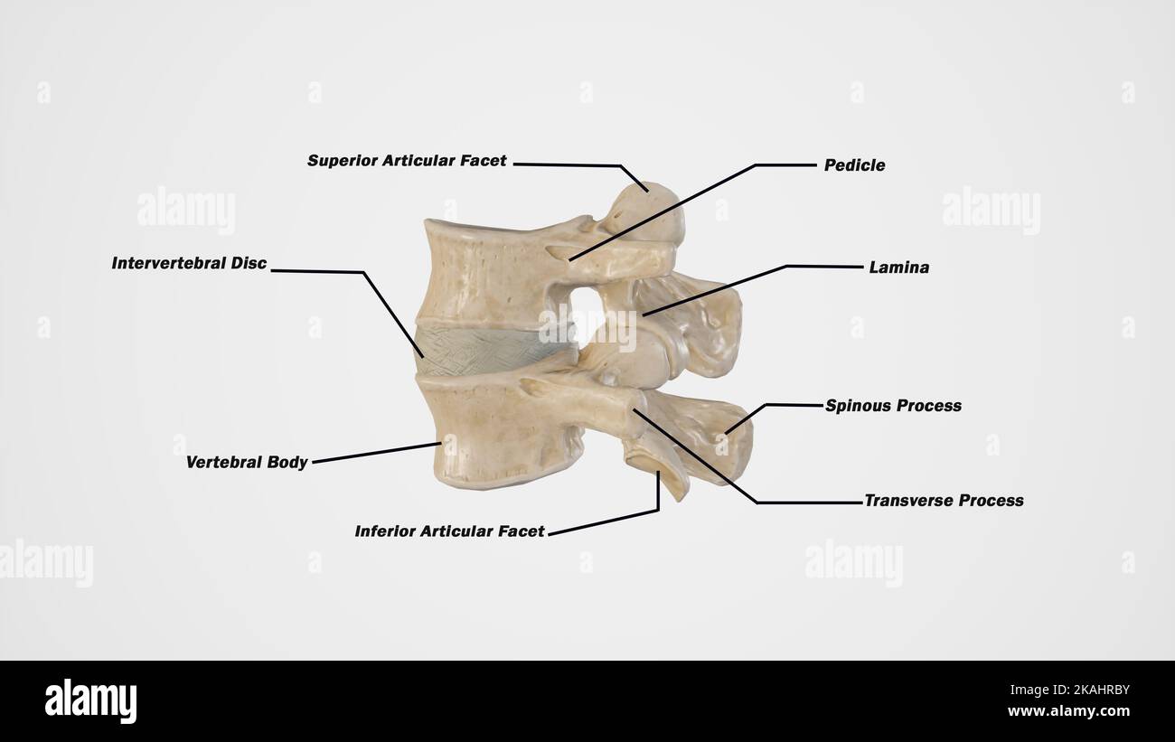 Lateral View of Third and Fourth Lumbar Vertebrae-Labelled Stock Photo