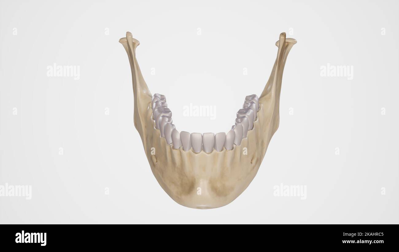Mandibular Nerve Anatomy 3D, mandibular nerve branches anatomy