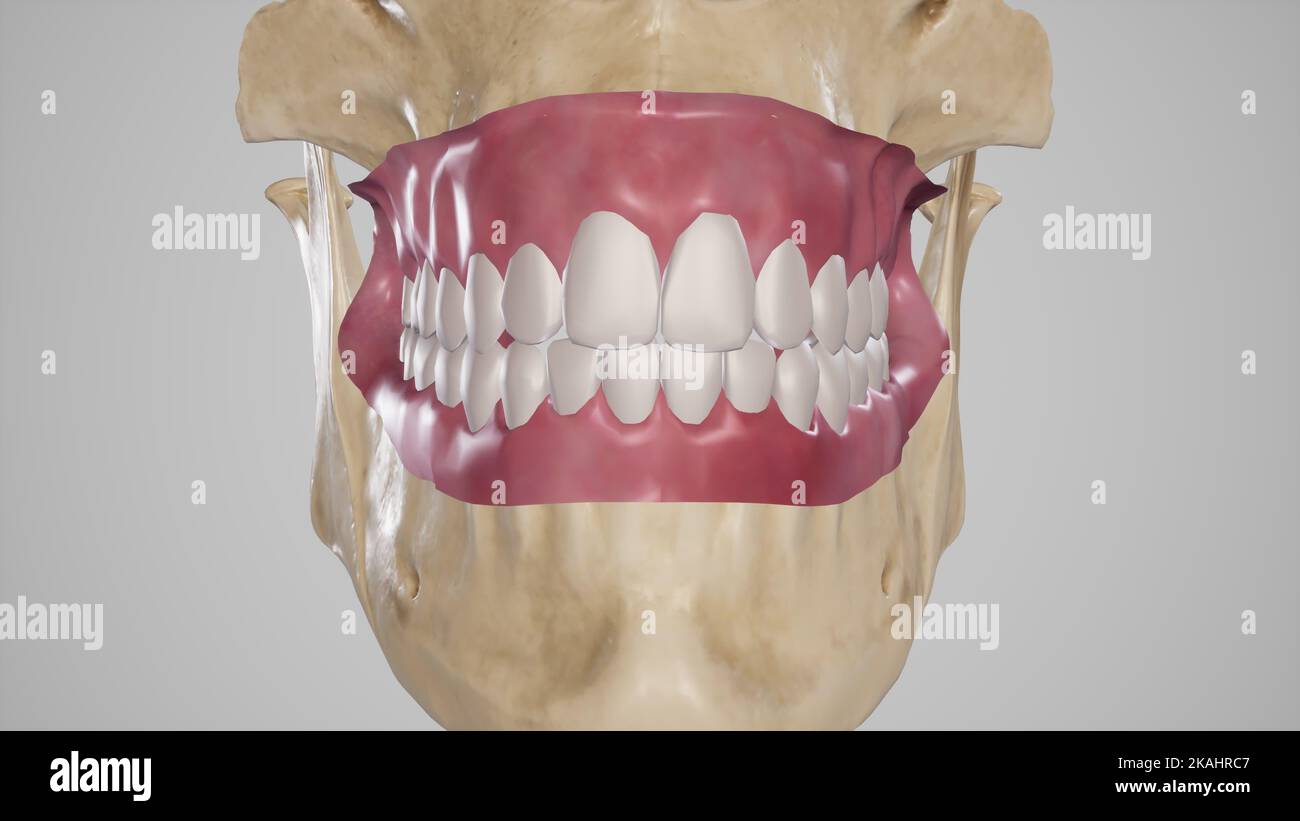 Medical Illustration of Maxillary and Mandibular Teeth Stock Photo