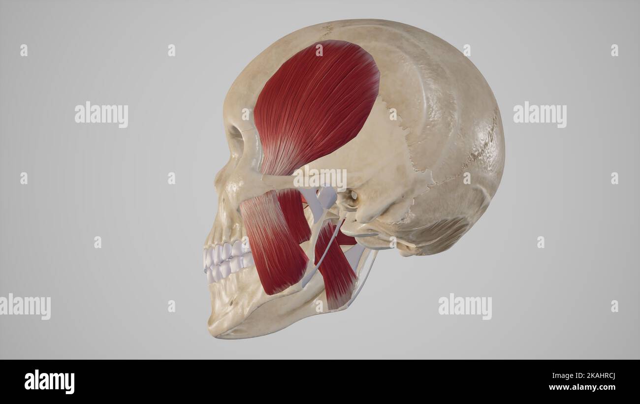 Medical Illustration of Muscles of Mastication Stock Photo