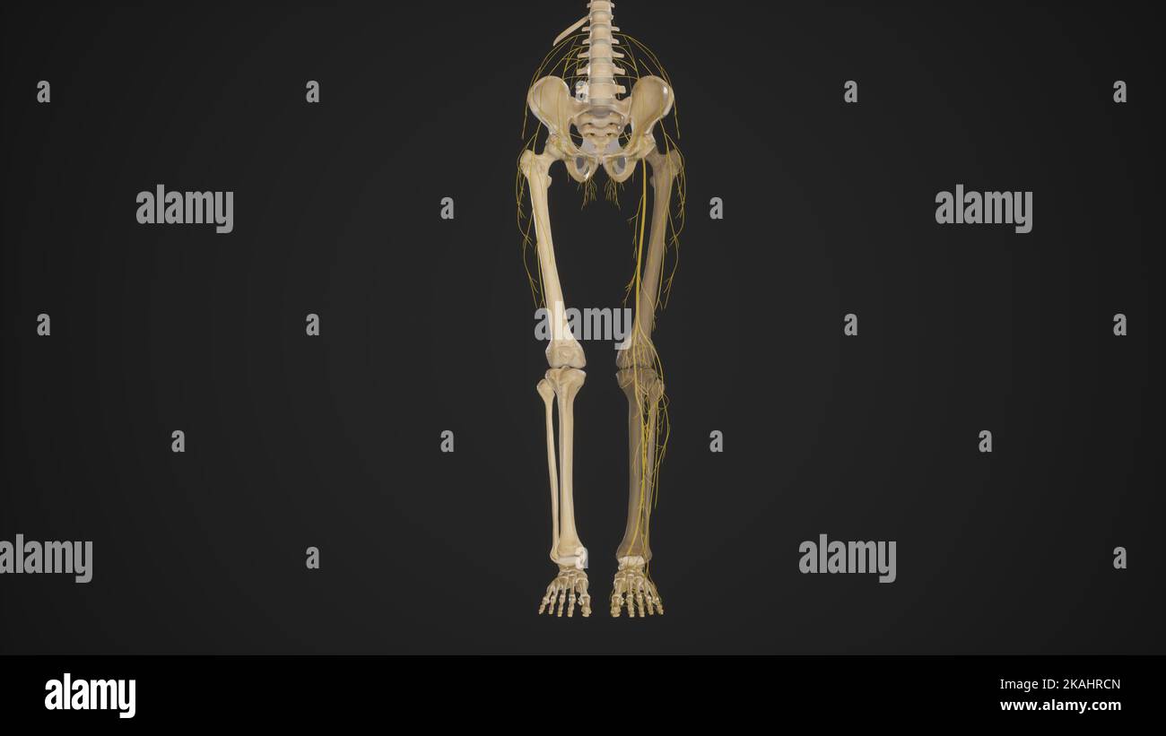 Nerves of Lower Limb Stock Photo