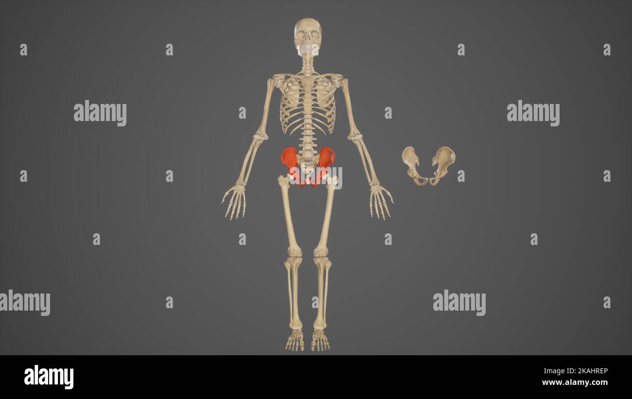 Medical Ilustration of Pelvic Bones Stock Photo