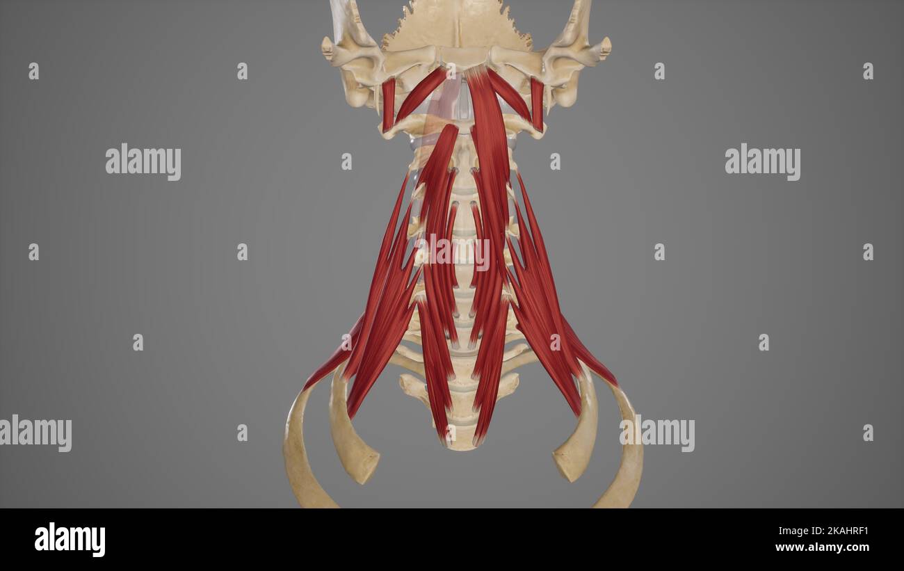 Medical Illustration of Prevertebral Muscles Stock Photo