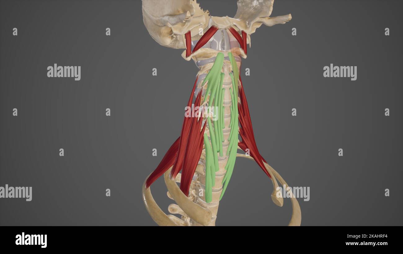 medical accurate illustration of the longus colli Stock Photo