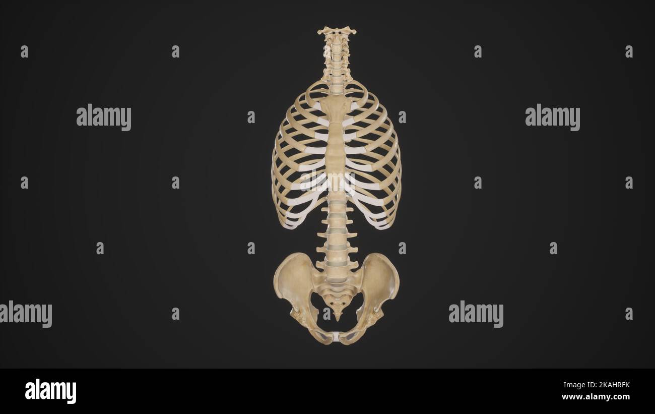 Rib cage anatomy-Anterior View Stock Photo