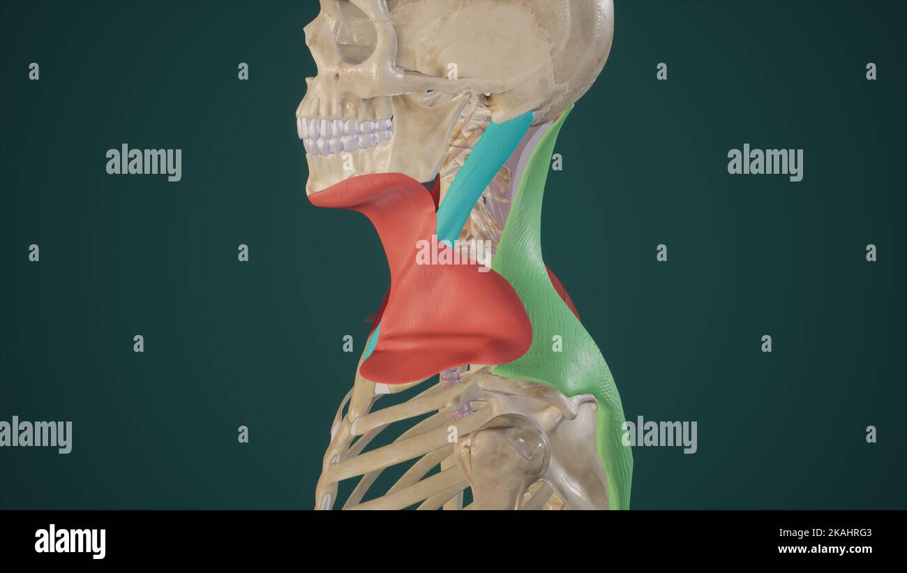 Superficial Muscles of Neck Stock Photo