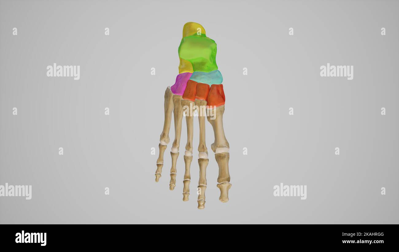 Tarsal Bones Anatomy Superior View Stock Photo