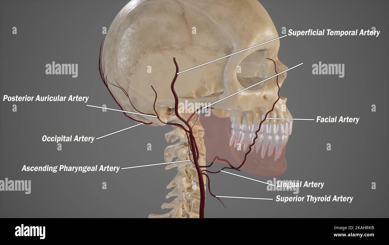 External Carotid Artery and Its branches Stock Photo