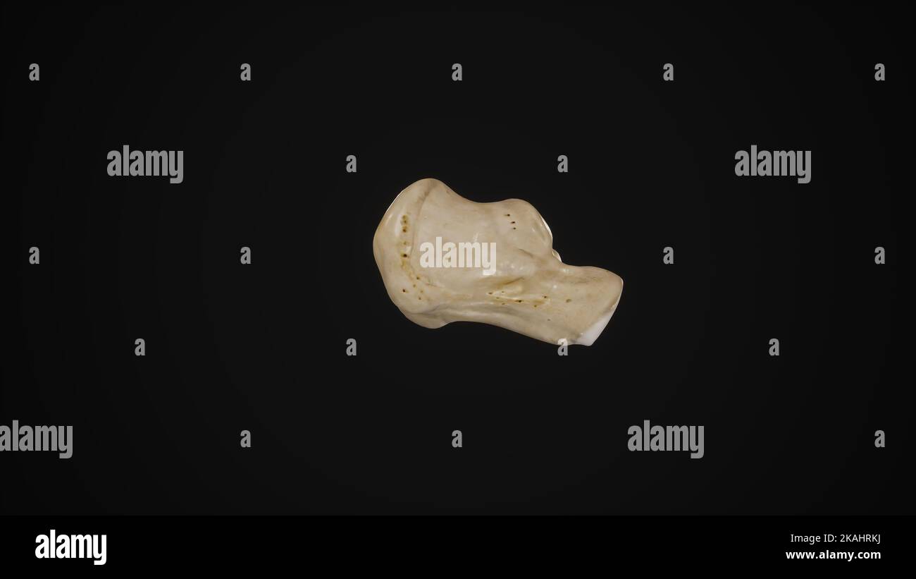 medically accurate illustration of the calcaneus boneLateral View