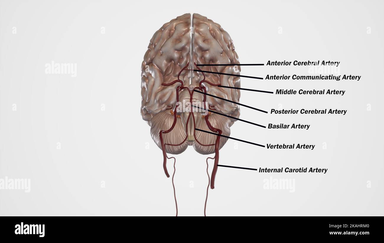 Circle of Willis Anatomy structures. Arterial Supply to the Brain Stock Photo