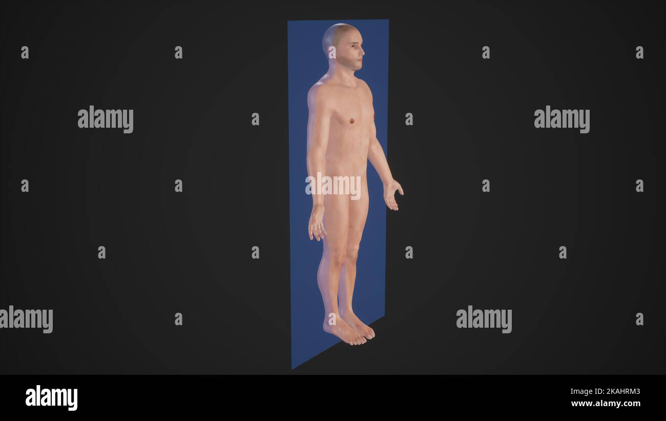 Anatomical Explanation of Coronal Plane through a male Body Stock Photo