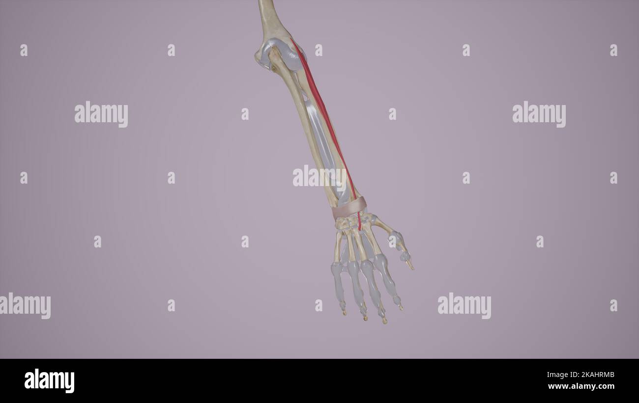 Extensor Carpi Radialis Brevis Muscle Anatomy Stock Photo