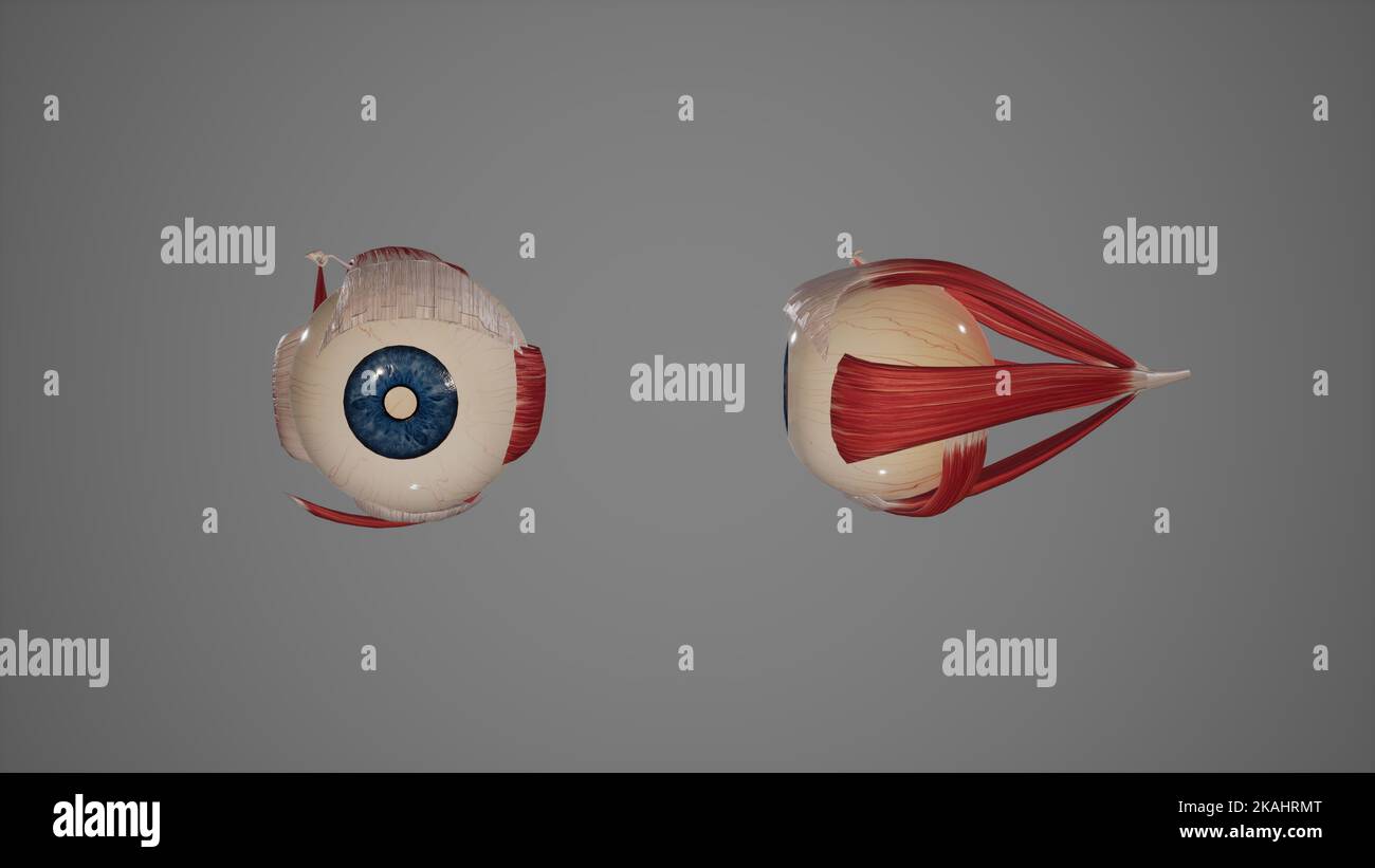 Human Eye Extraocular Muscles Stock Photo Alamy