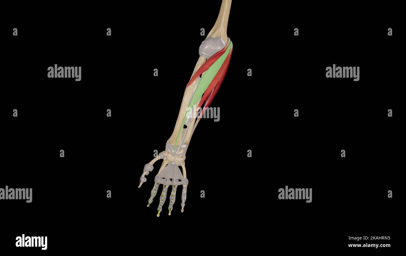 Forearm Muscles-Flexor Carpi Radialis Stock Photo