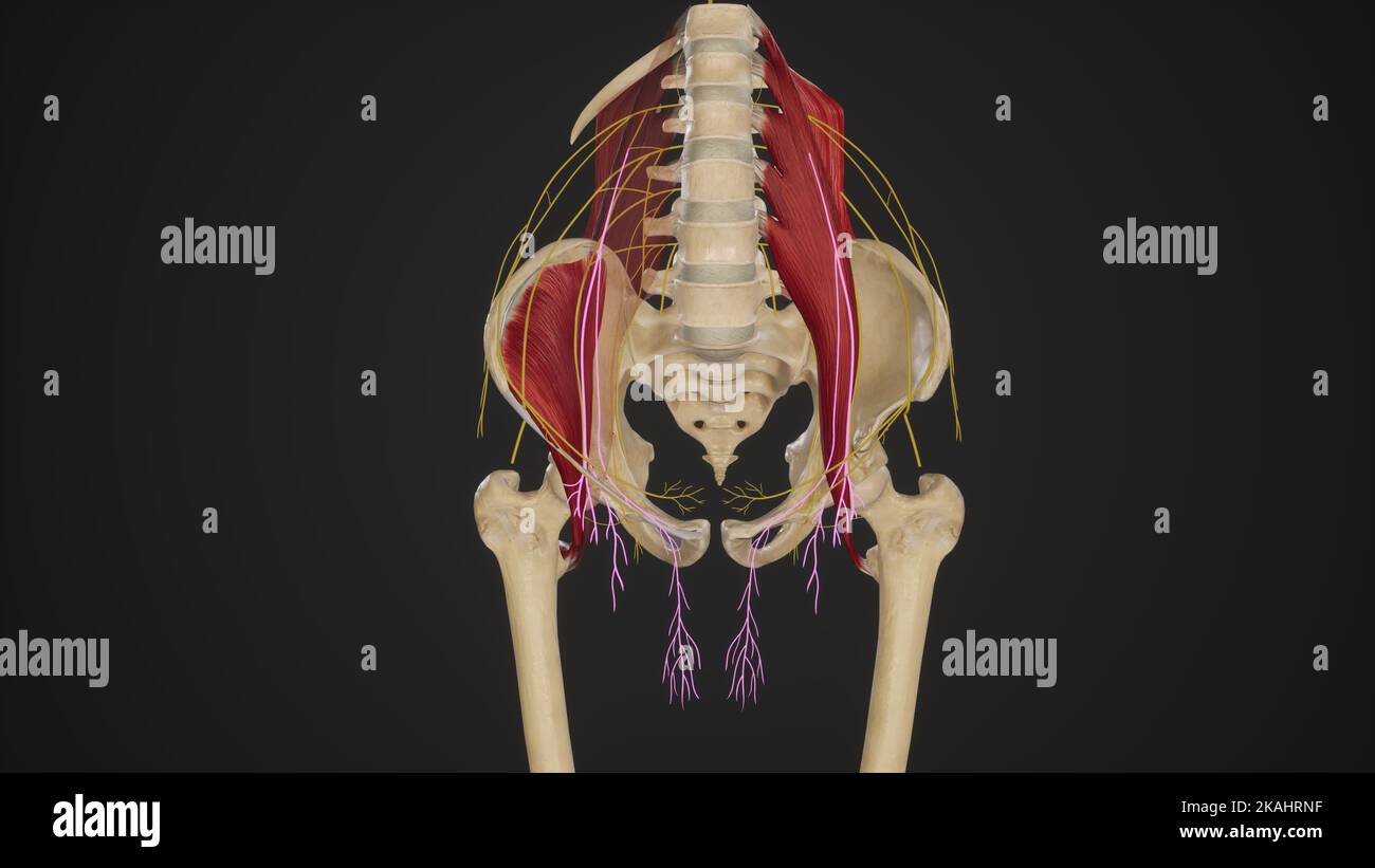 Course of Genitofemoral Nerve.3d rendering Stock Photo