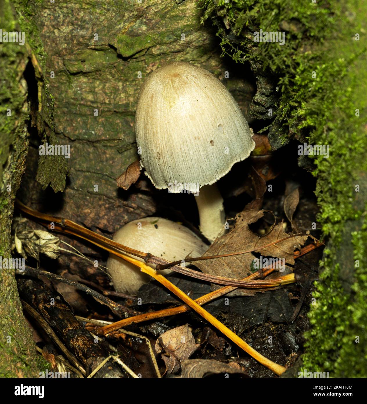 The Common Inkcap usually forms small clusters and arises from soil and leaf litter around deadwood. They deliquesce forming a black liquid Stock Photo