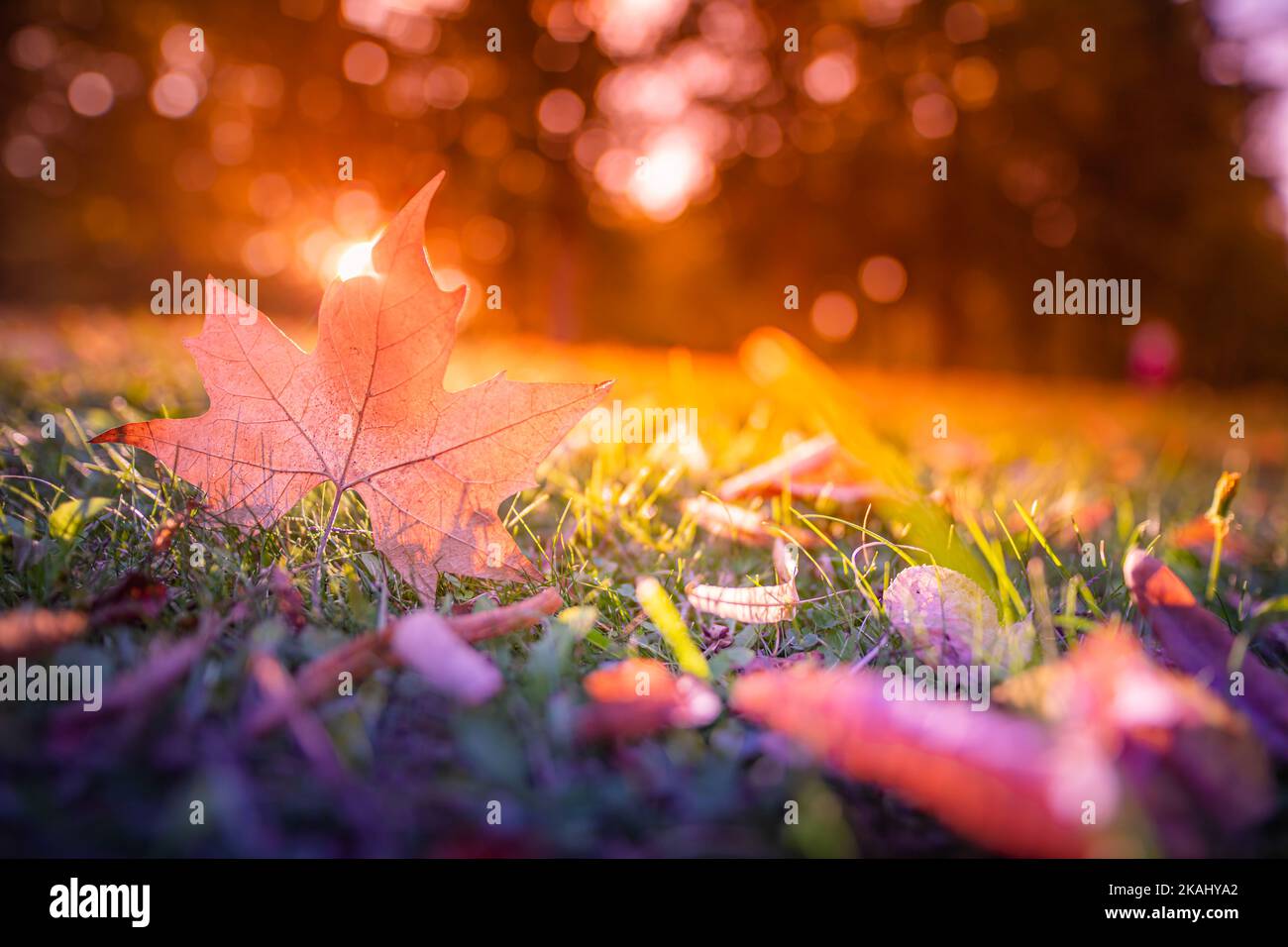Dry leaf texture and bright glowing blurred forest nature landscape background. Close-up macro leaf, colorful autumn scenery. Beautiful leaf texture Stock Photo