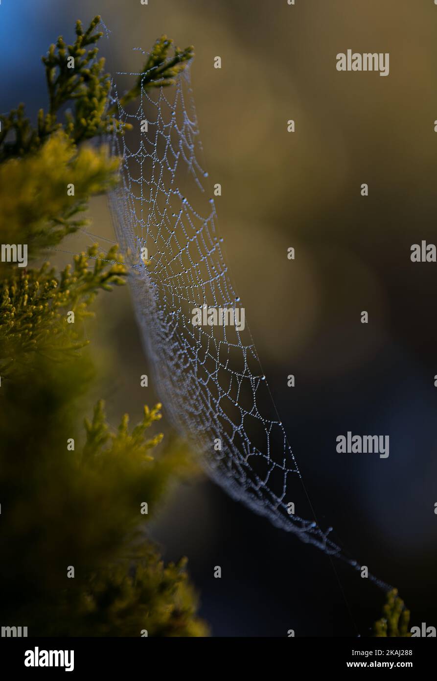 Spiderweb on thuja covered with morning dew. Photographed in a warm, morning light. Stock Photo