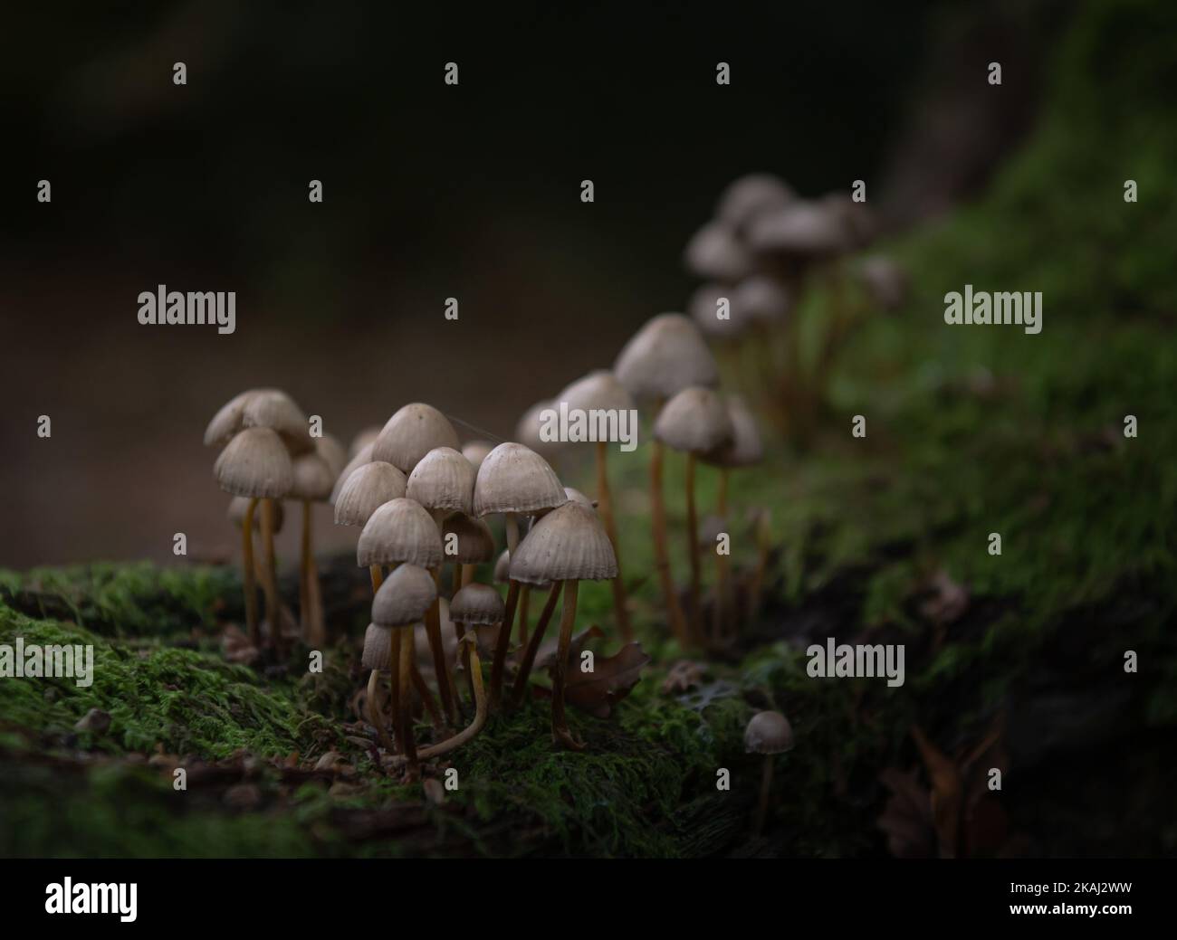 Mycena inclinata in the woods. Woodland fungi Stock Photo - Alamy