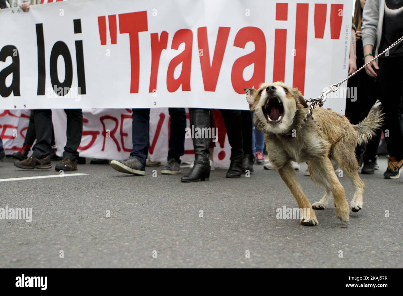 A dog barking during the people rally in Alsace, on 31 March 2016, against Bill Working Myriam El Khomri. They were about 80 protesters in the streets of Haguenau this morning and nearly 450 in Colmar before the Prefecture of Haut-Rhin in the late morning. This afternoon, 2000 people were present Place de la Bourse in Mulhouse and Strasbourg, between 5000 people, police and 9000 according to the CGT marched through the streets of downtown. (Photo by Elyxandro Cegarra/NurPhoto) *** Please Use Credit from Credit Field *** Stock Photo