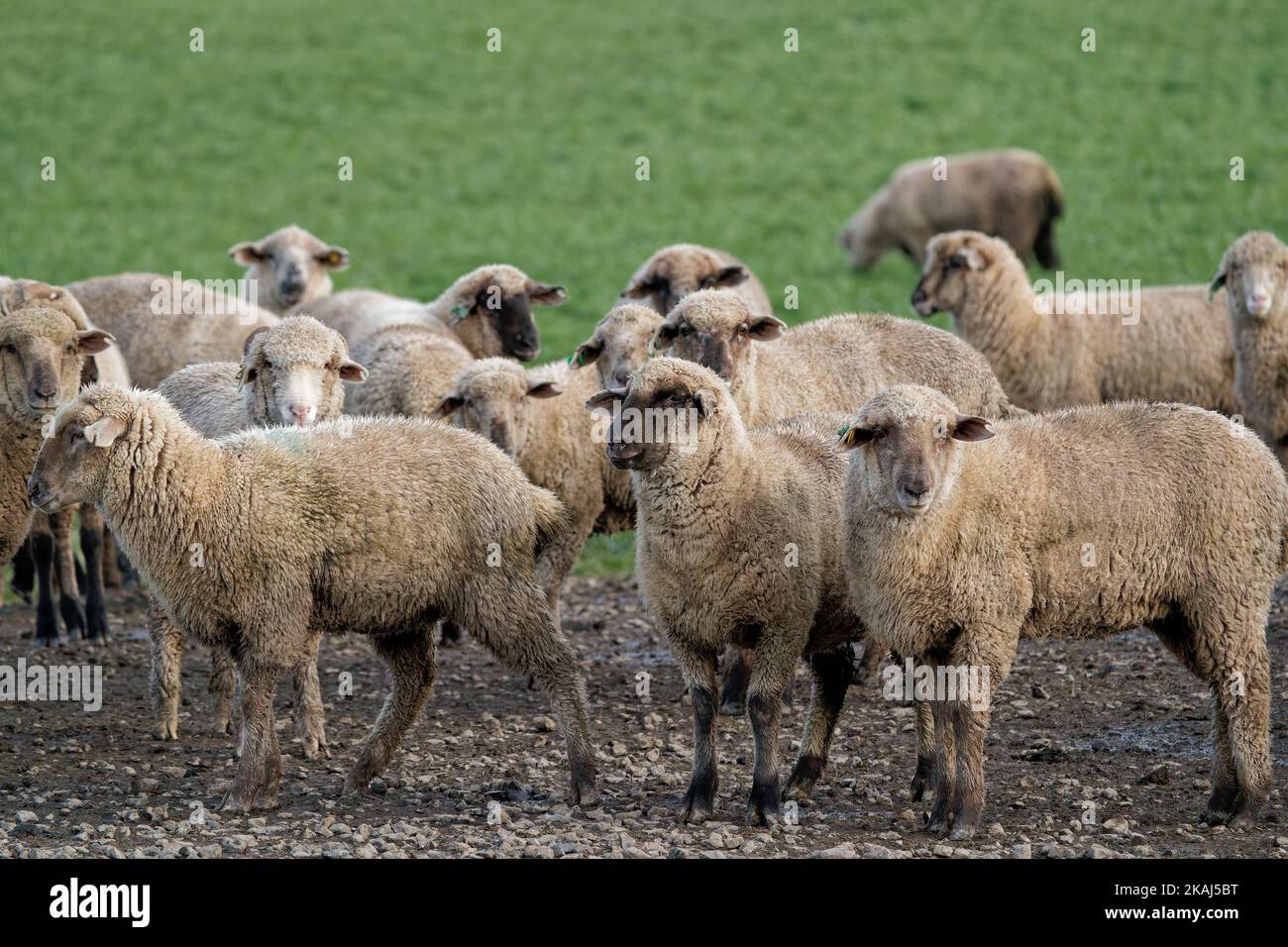 The flock of sheep in the green field Stock Photo - Alamy