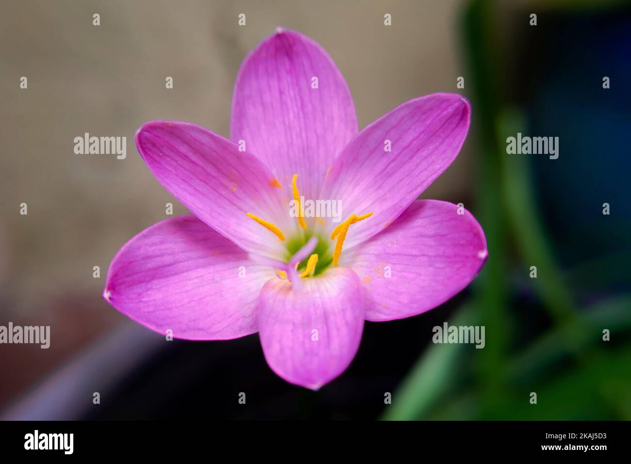 A closeup of a Zephyranthes minuta plant's flower against a blurred background Stock Photo