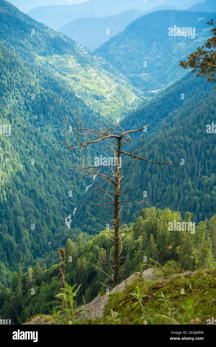 Exotic view of a valley with dense deodar tree forest from a hill top ...
