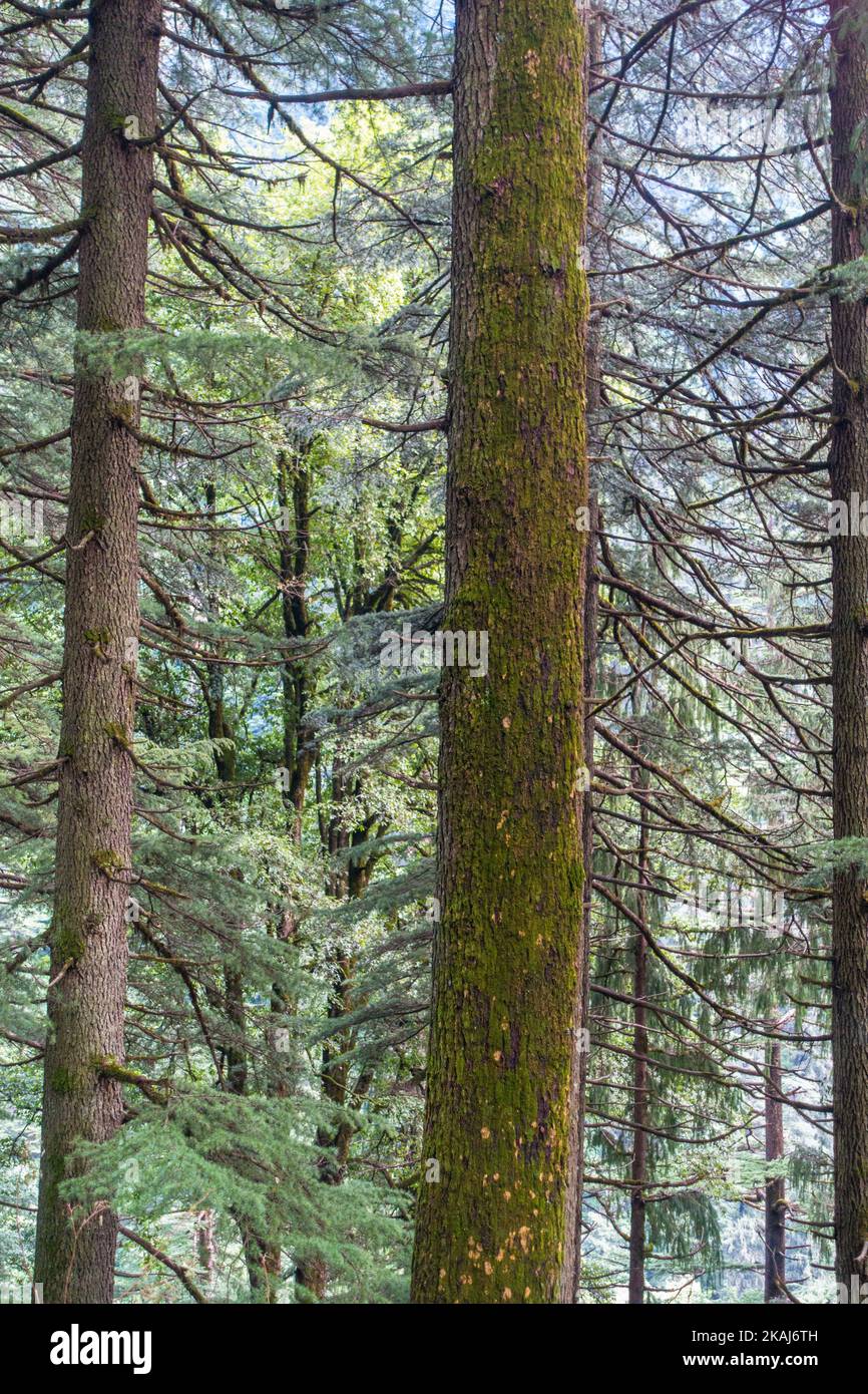 Cedrus deodara, the deodar cedar, Himalayan cedar, or deodar, is a species of cedar native to the Himalayas. . Himachal Pradesh India. Stock Photo