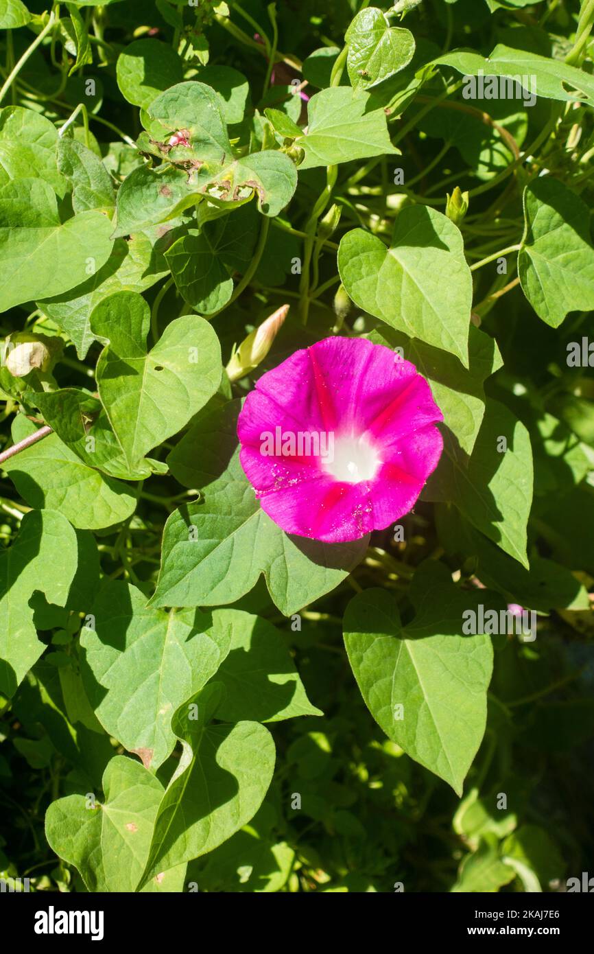A close up shot of pink morning glory, Calystegia macrostegia blooming in the forests of Uttarakhand, the northern state of India.valley of Flowers. Stock Photo
