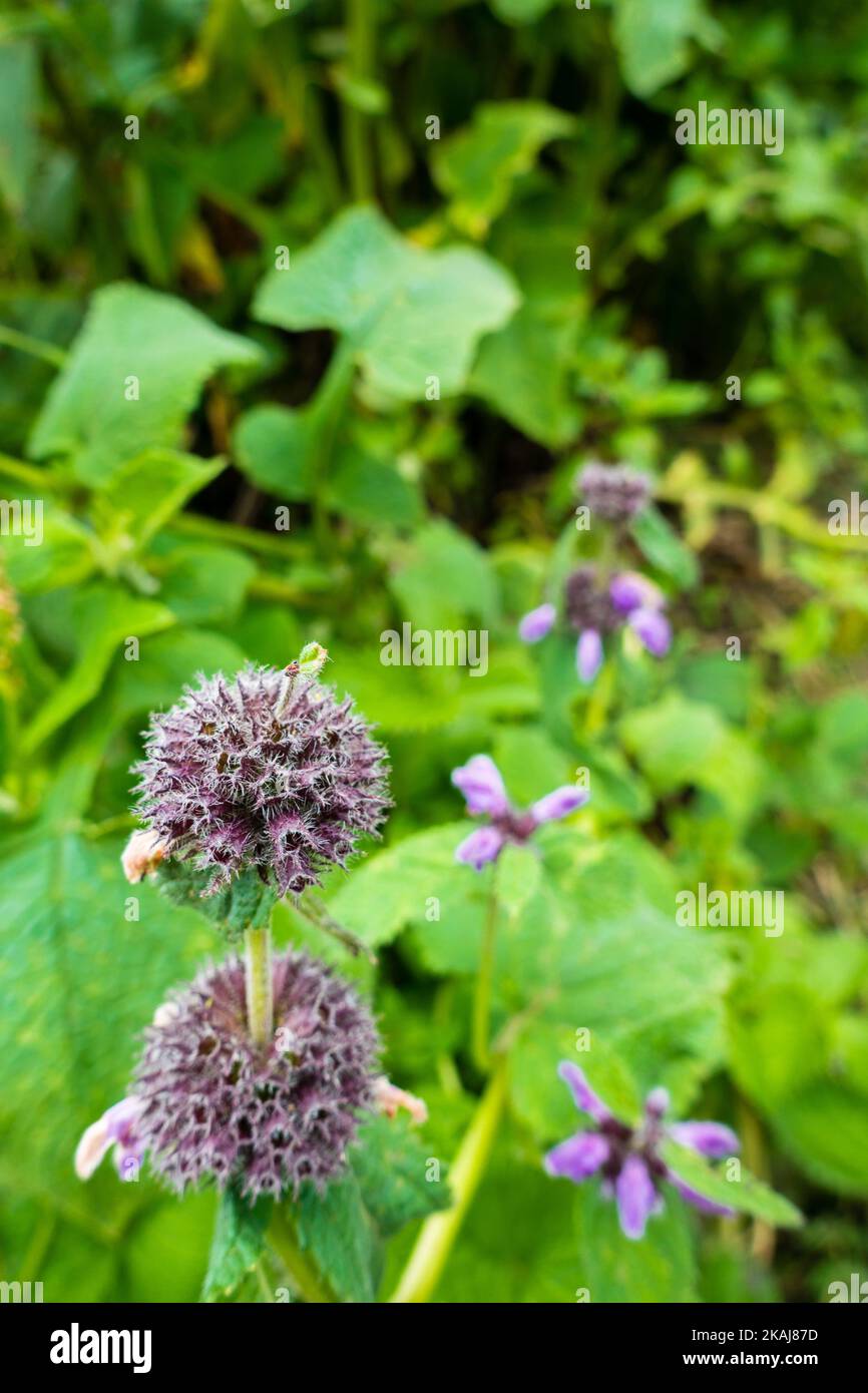 Short-stalked catmint, Nepeta subsessilis purple flowers and buds in the foothills of the Himalayas. Himachal Pradesh. Stock Photo