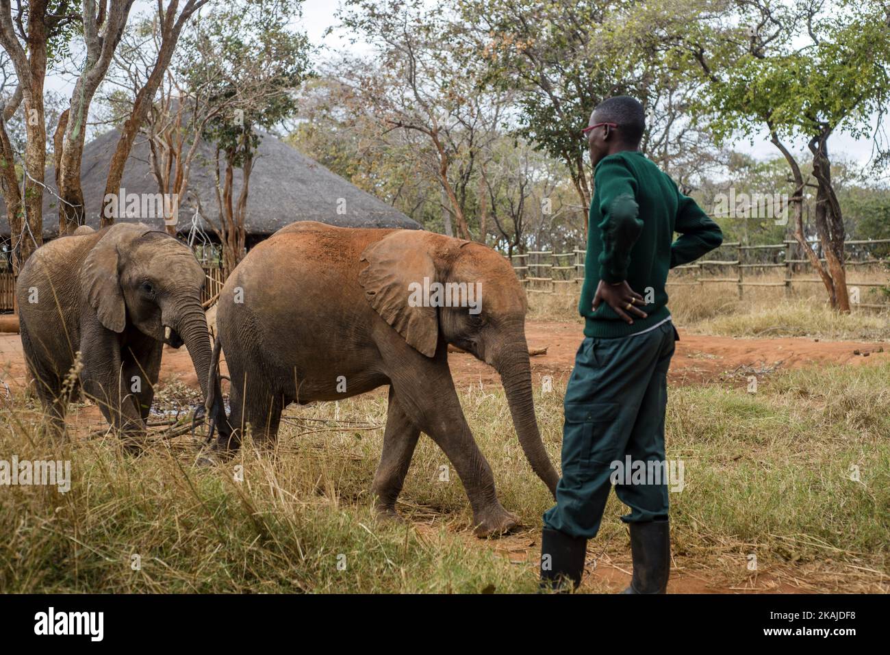 The keeper of the Elephant Orphanage Project and orphan baby elephants