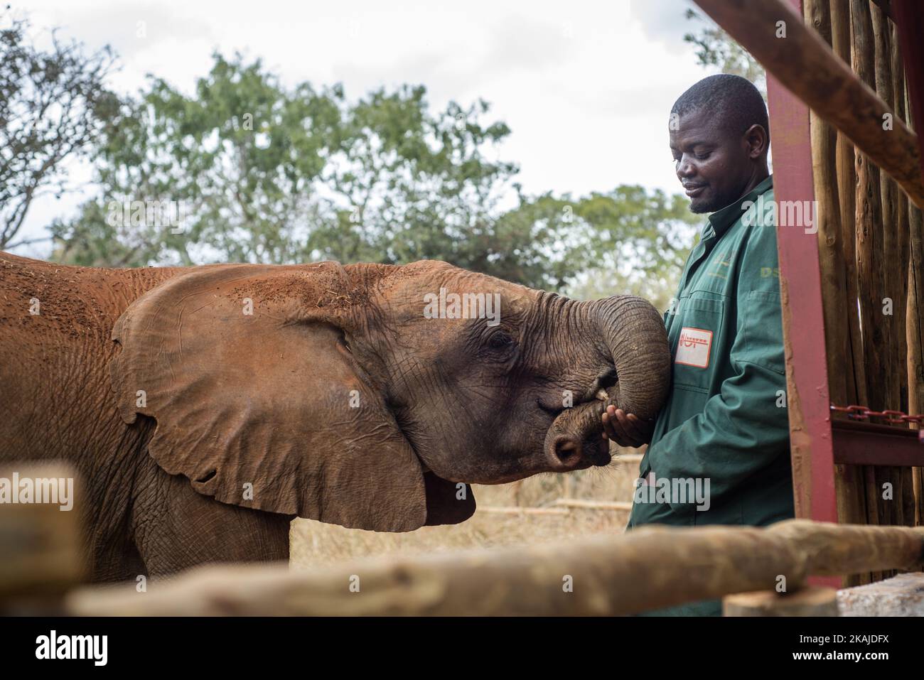 The keeper of the Elephant Orphanage Project and orphan baby elephant
