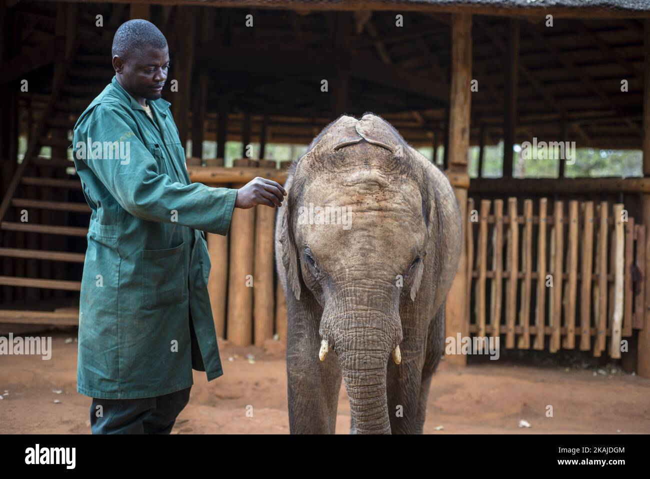 The keeper of the Elephant Orphanage Project and orphan elephant at the