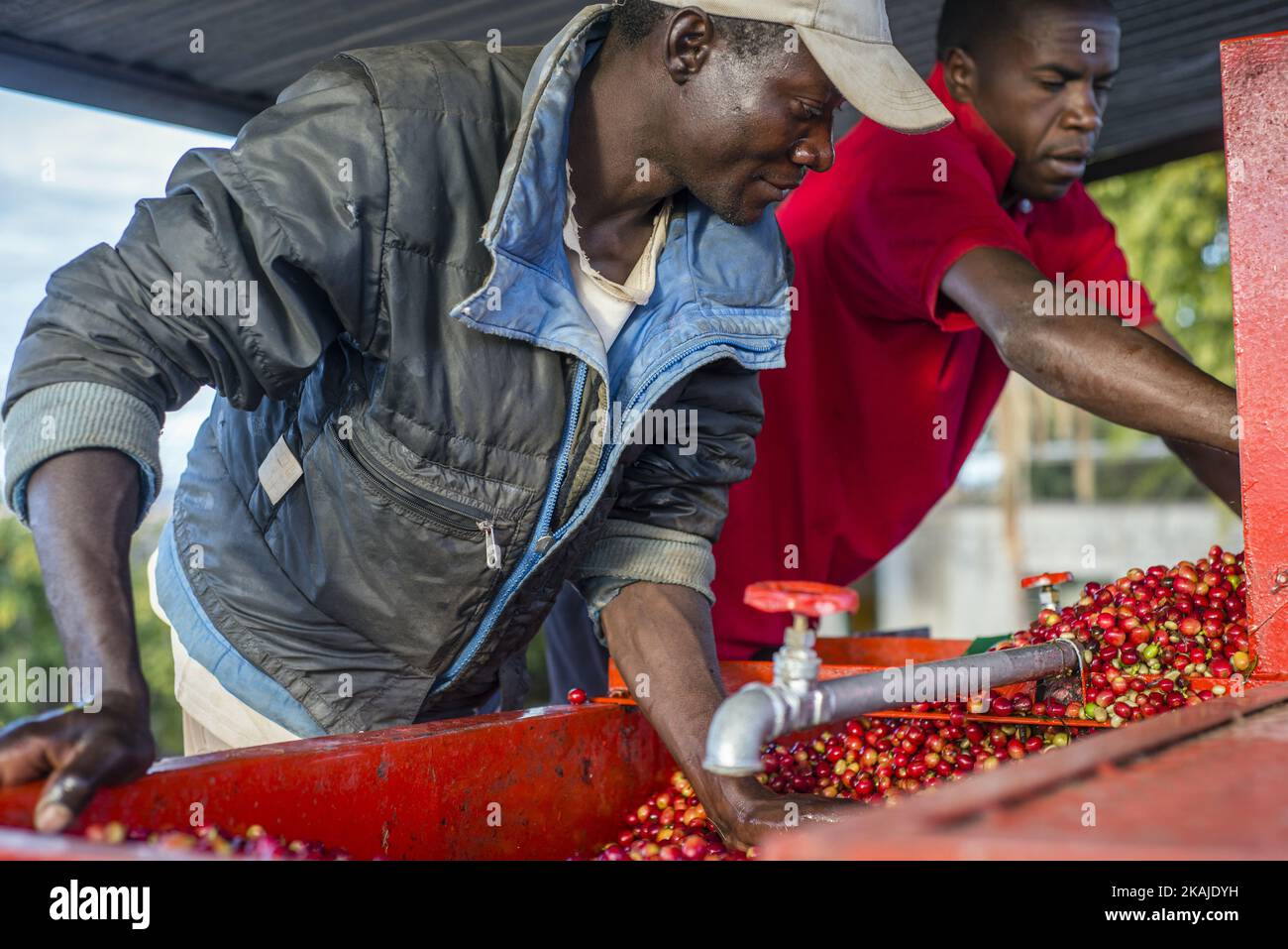 Workers of the Mubuyu Farm, Zambia, use a coffee pulper to remove red skin from coffee beans. The pulp is composted and used as an ecological fertilizer. Mubuyu farm is the largest producer of coffee in Zambia and the only private one. It belongs to Willem Lublinkhof who came to the country 45 years ago with the Dutch development service. Because coffee products are not very popular among Zambians, the bulk of it goes for export. There are 65 hectares of land under the coffee plantation today instead of 300 hectares in 2009. The manager of the coffee production Monday Chilanga says that the ma Stock Photo